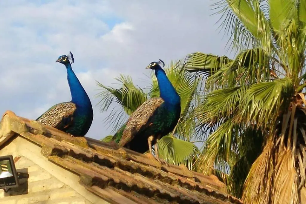 Cortijo San Jose Villa Seville 0*,  Spain